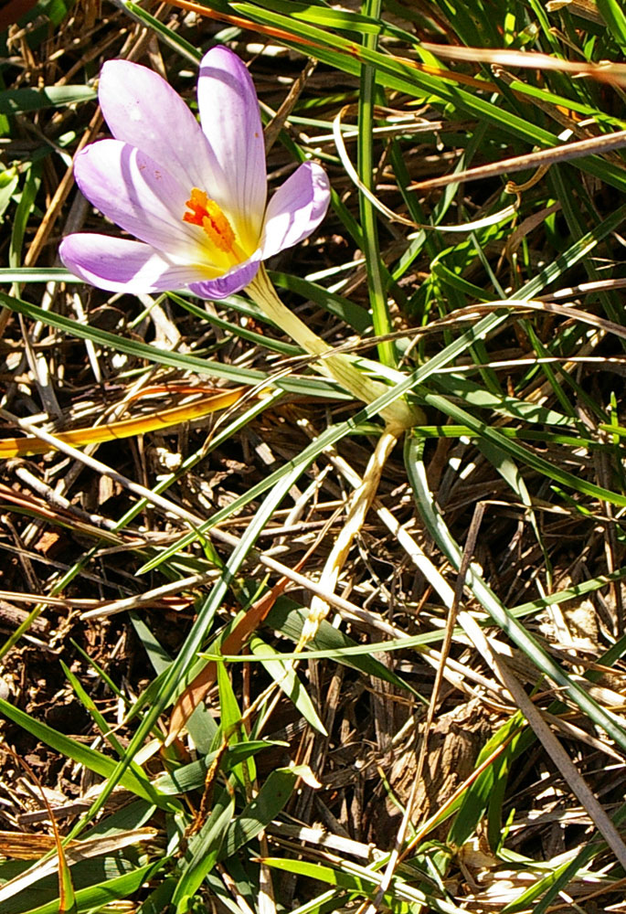 Crocus biflorus